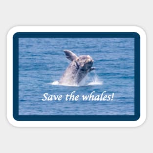 Save the whales Sticker